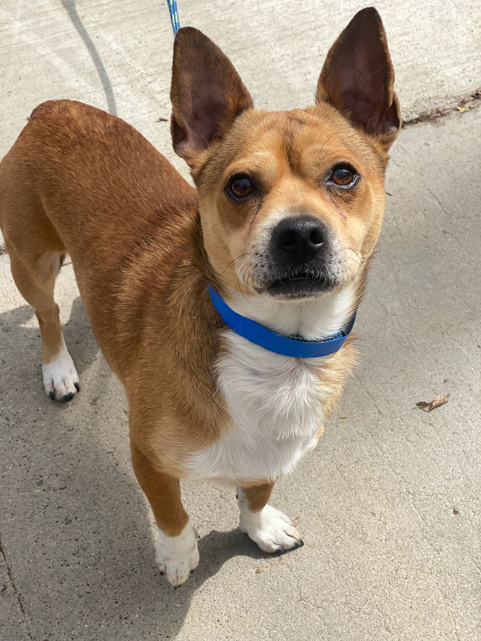 adoptable Dog in Newport Beach, CA named Peugeot