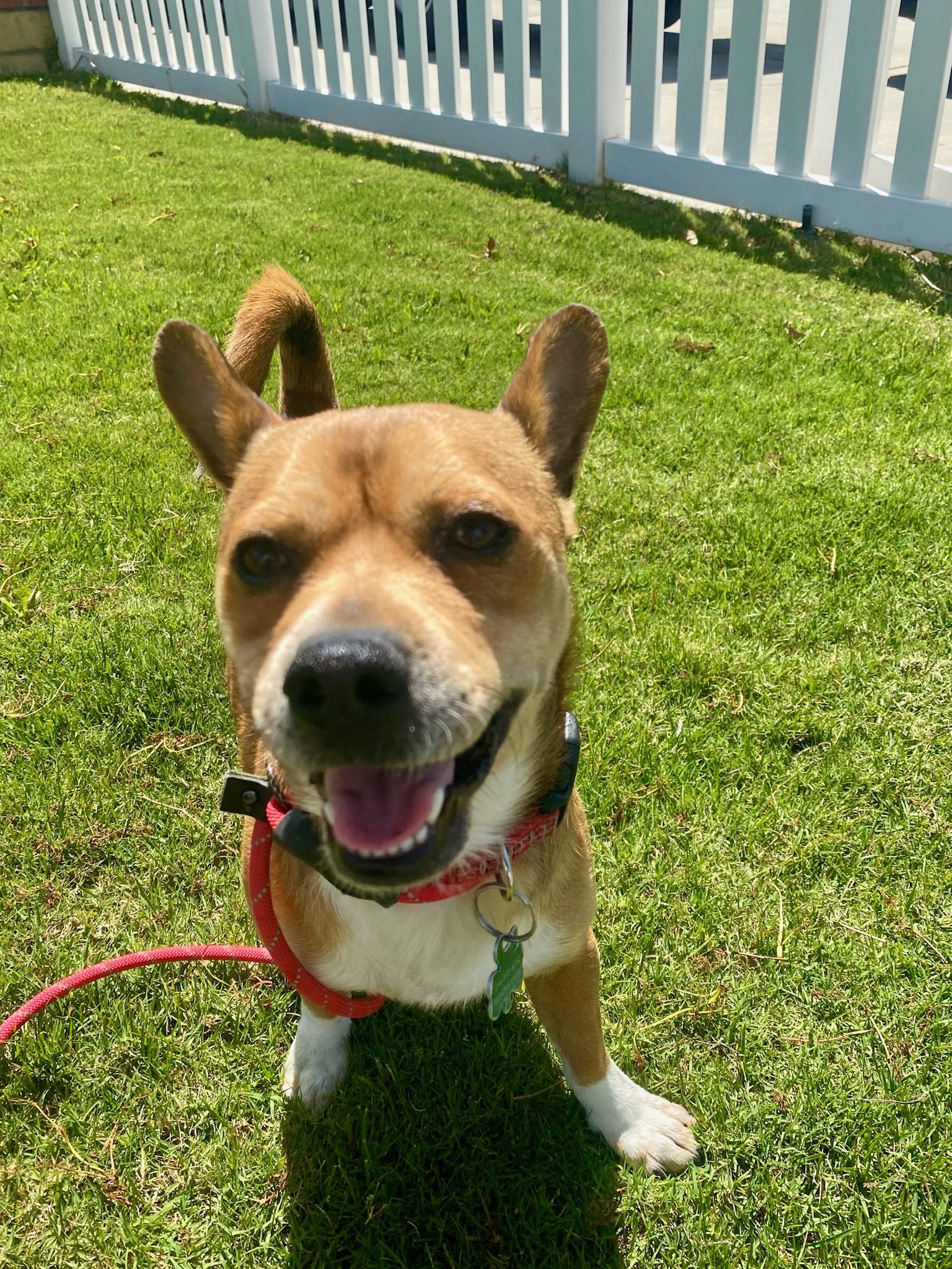 adoptable Dog in Newport Beach, CA named Peugeot