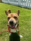 adoptable Dog in newport, OR named Peugeot