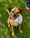 adoptable Dog in Newport Beach, CA named Finn