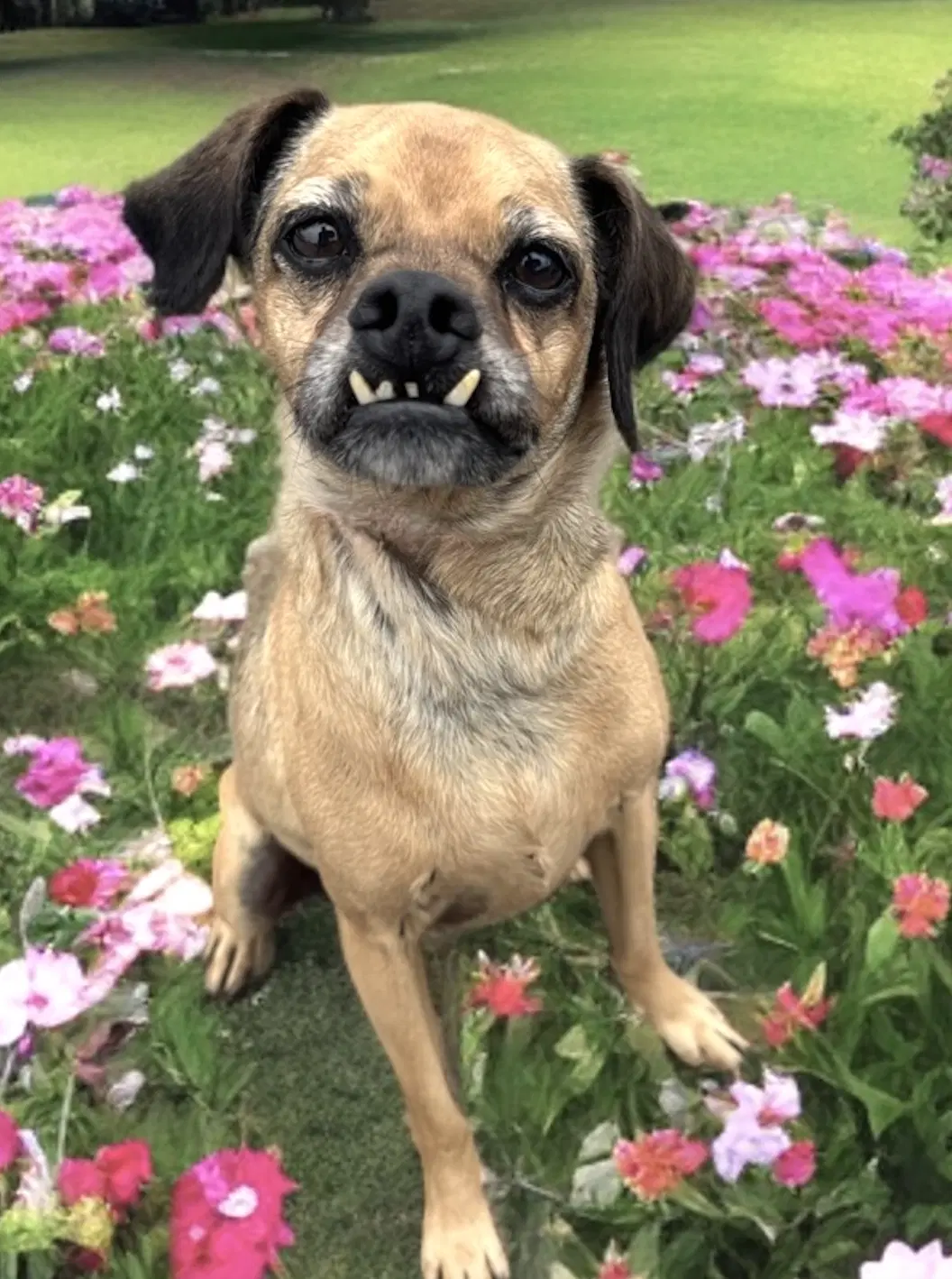 Finn - Pug