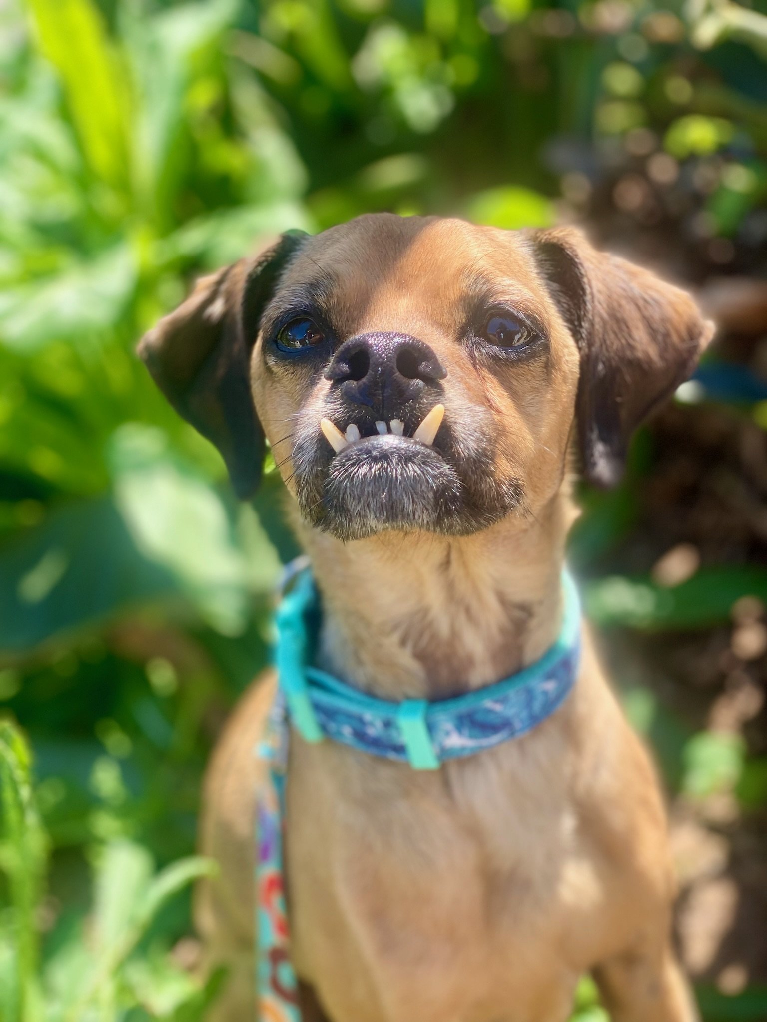 adoptable Dog in Newport Beach, CA named Finn