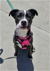adoptable Dog in newport, OR named Pickles