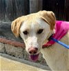 adoptable Dog in newport, OR named Goldie Hawn
