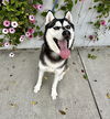 adoptable Dog in  named Hailey *Courtesy Post*