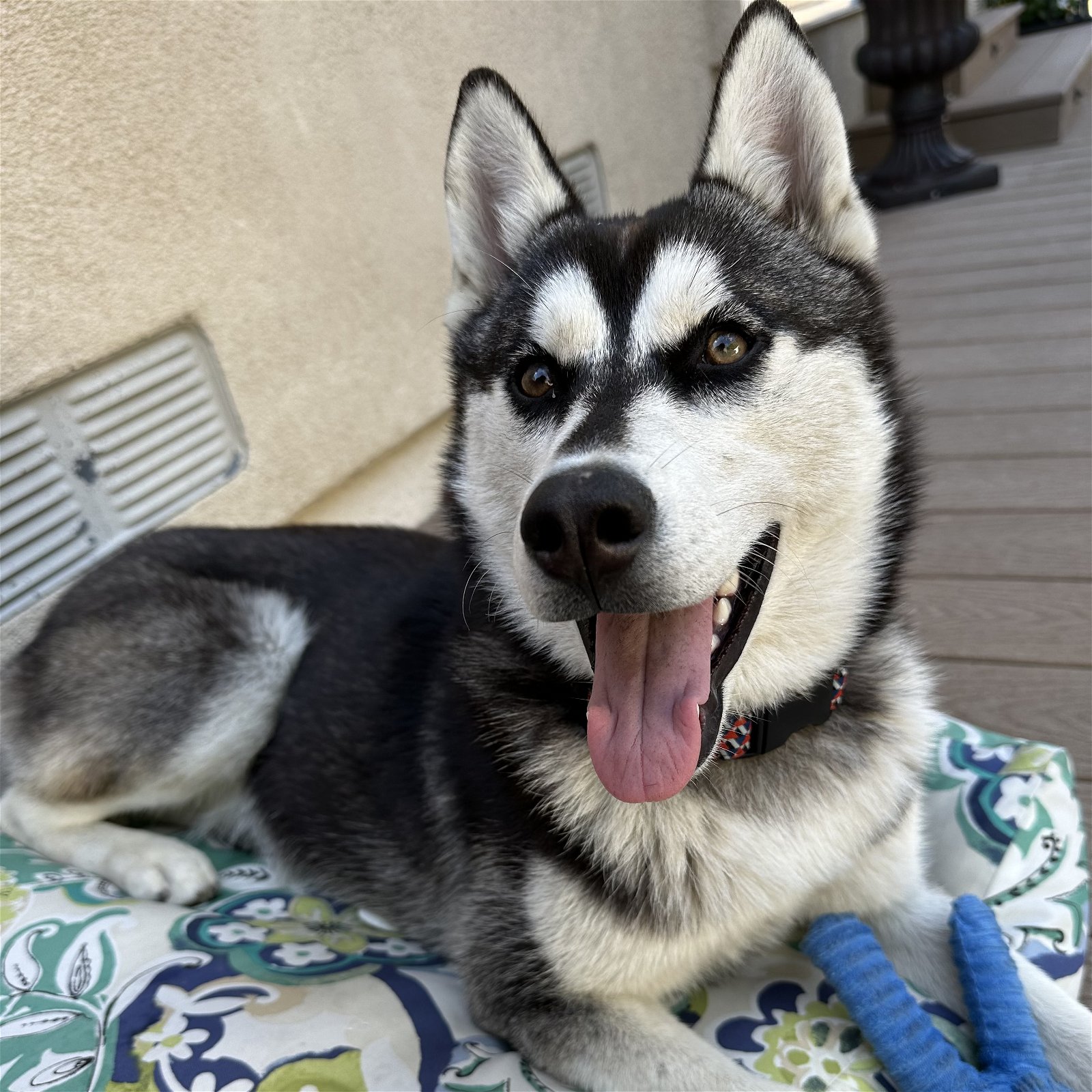 adoptable Dog in Newport Beach, CA named Hailey *Courtesy Post*