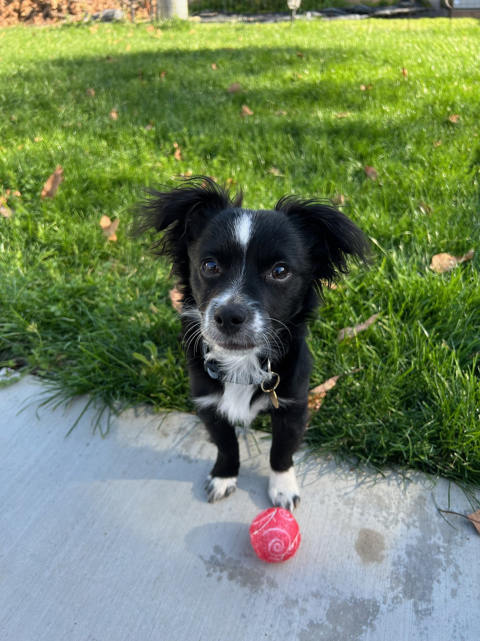 adoptable Dog in Newport Beach, CA named Spanky