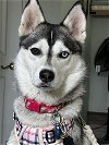 adoptable Dog in  named Sylvia’s Maya *Courtesy Post