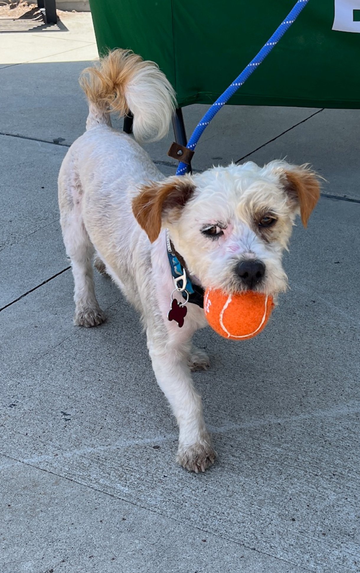 adoptable Dog in Newport Beach, CA named Fleetwood
