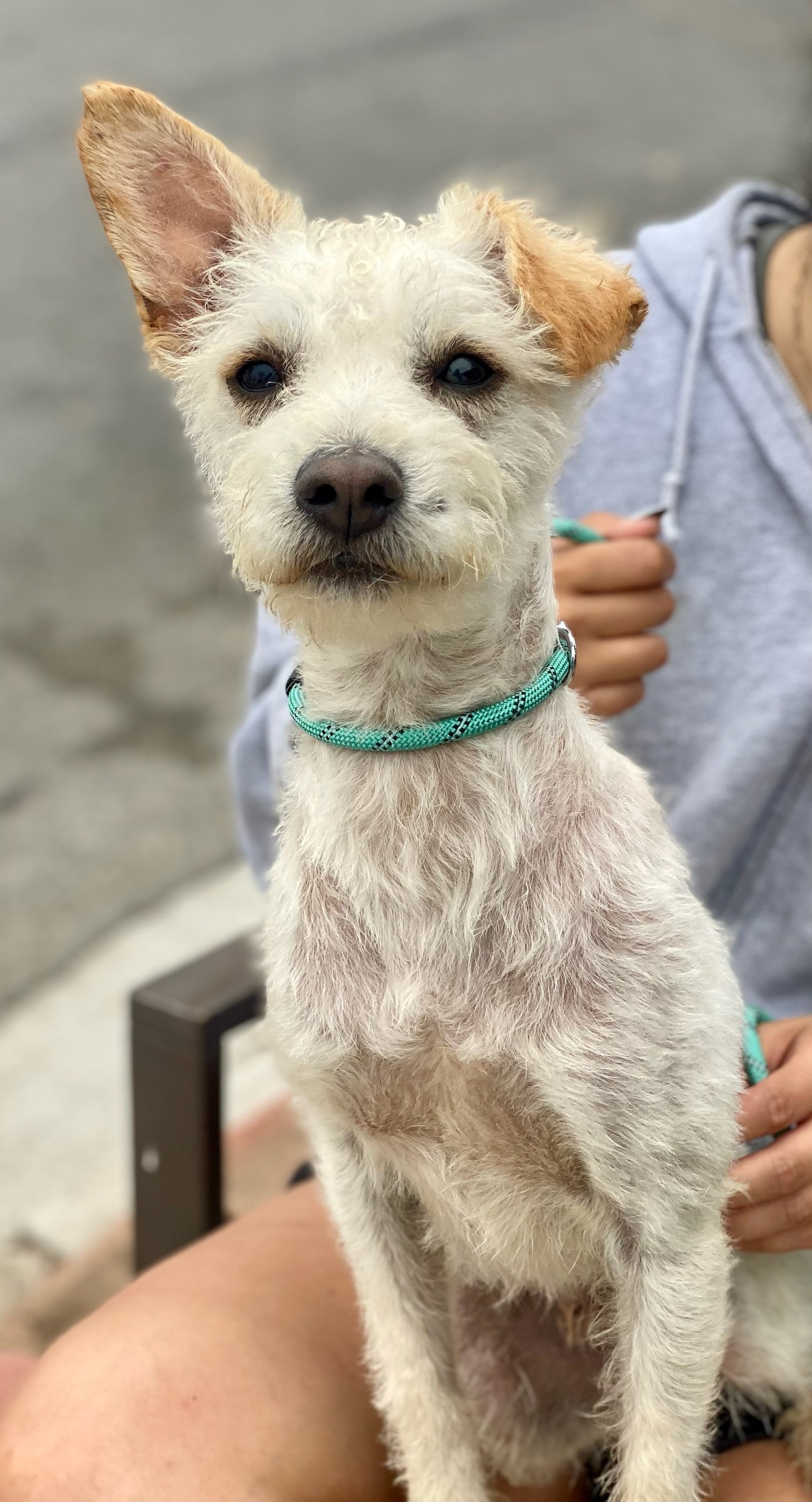 adoptable Dog in Newport Beach, CA named Benjamin