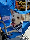 adoptable Dog in newport beach, CA named Benjamin
