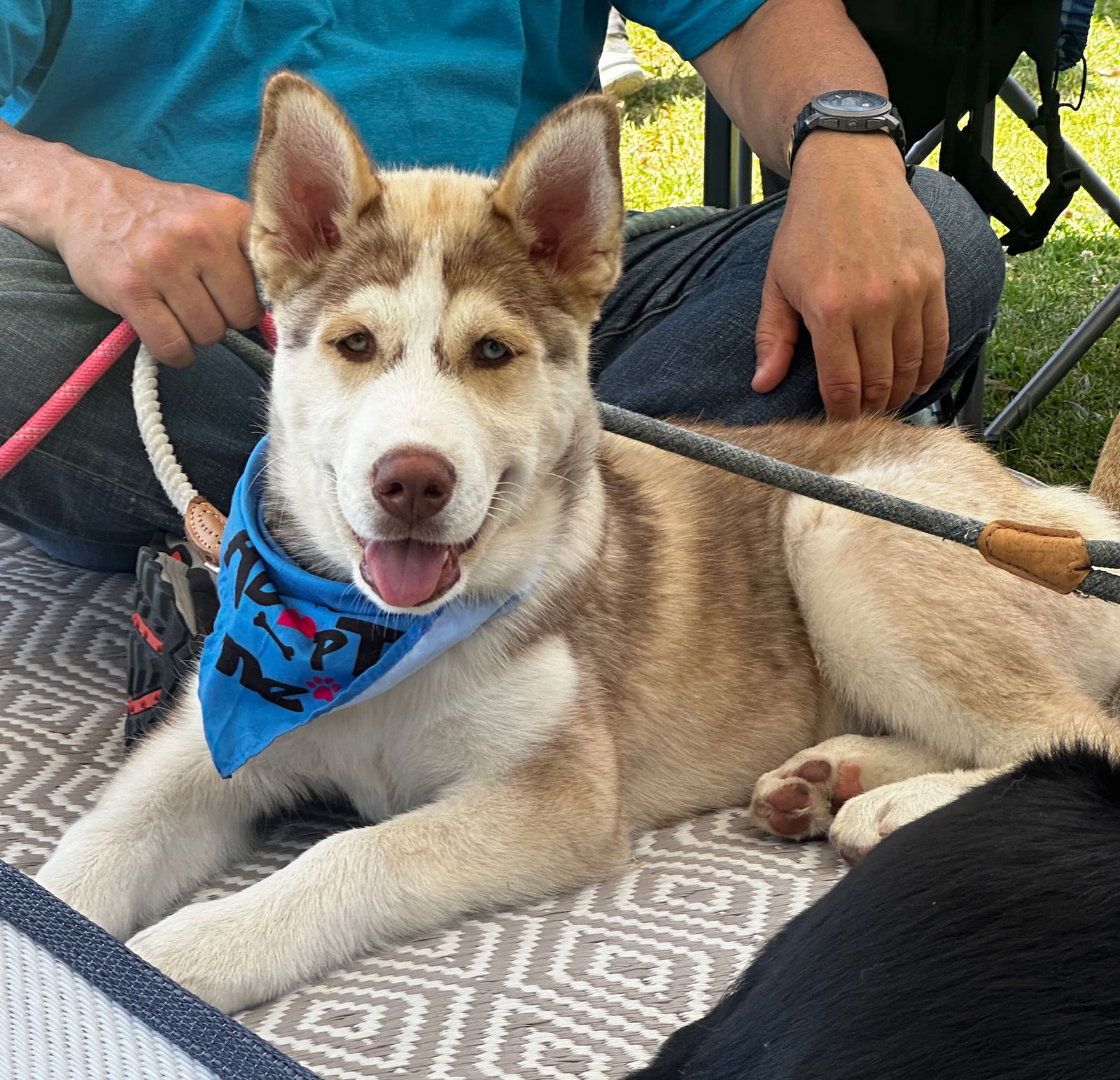 adoptable Dog in Costa Mesa, CA named George Clooney