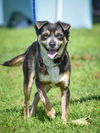 adoptable Dog in Newport Beach, CA named Cricket