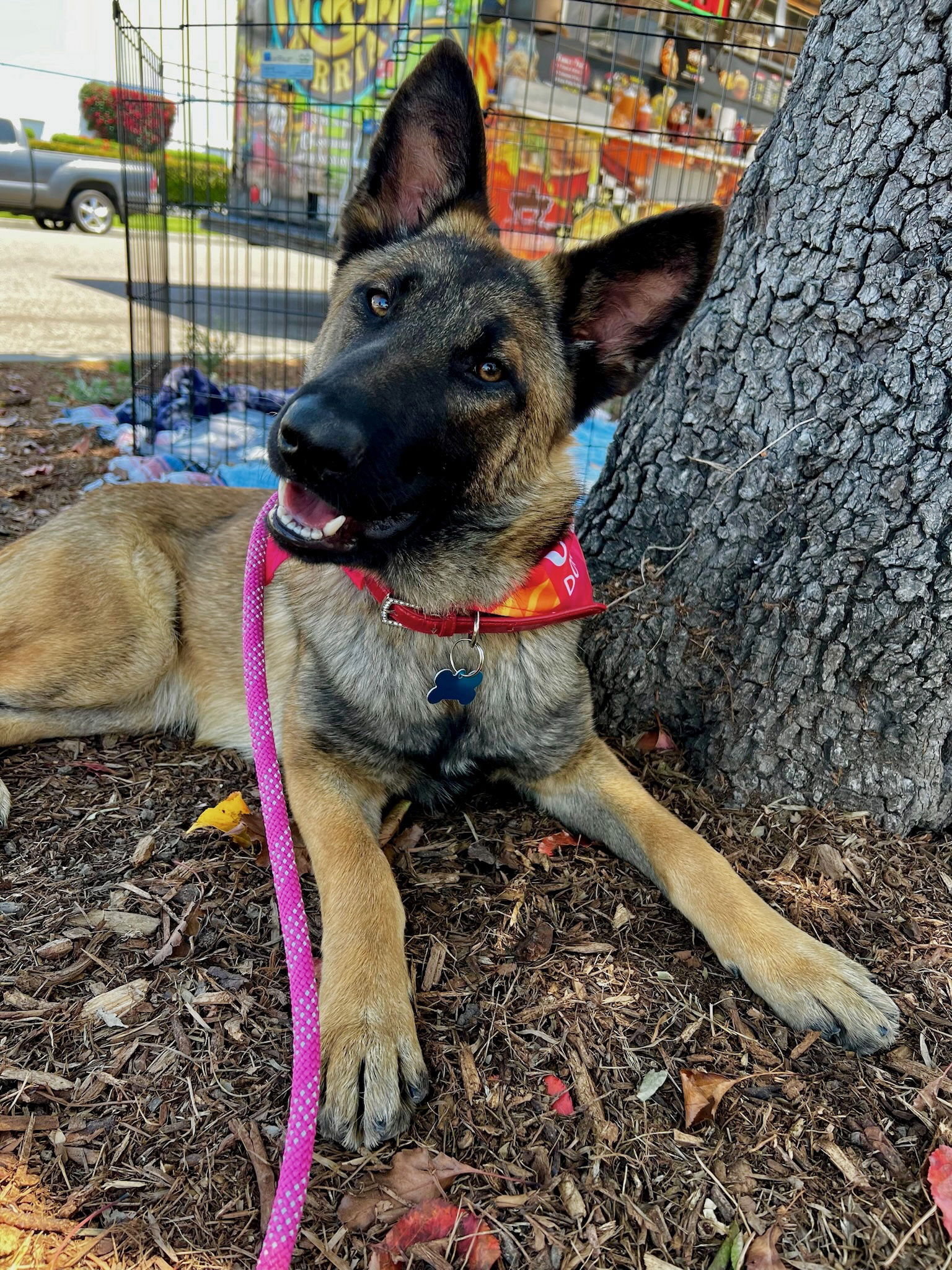 adoptable Dog in Newport Beach, CA named Hannah Banana