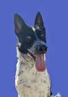 adoptable Dog in Newport Beach, CA named Macallan