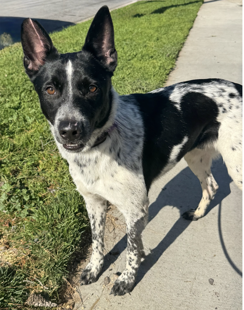 MACALLAN - Cattle Dog / Australian Cattle Dog/Blue Heeler available for adoption