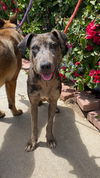 adoptable Dog in Newport Beach, CA named Kumba