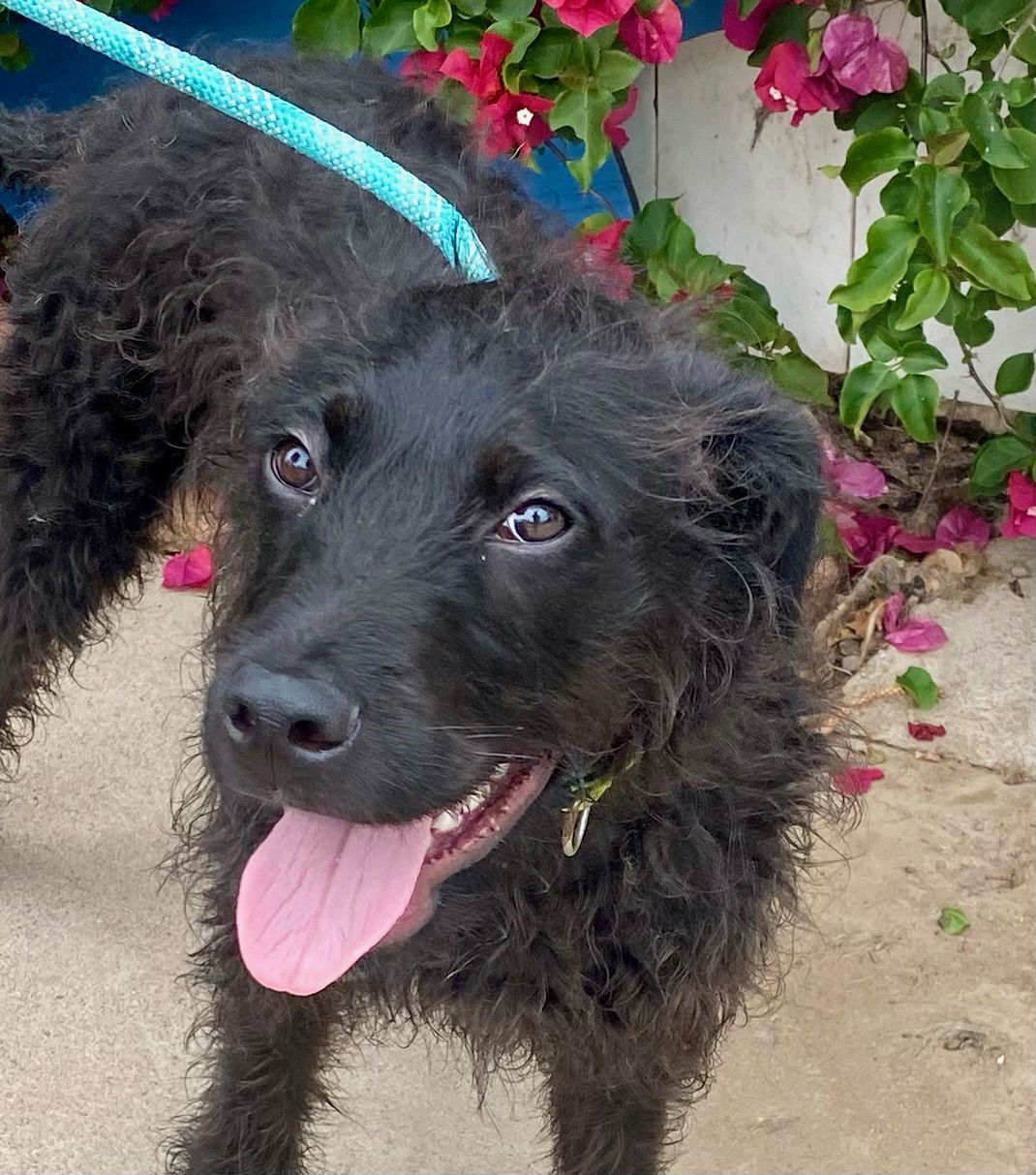 adoptable Dog in Newport Beach, CA named Dugan