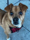 adoptable Dog in  named Gonzo