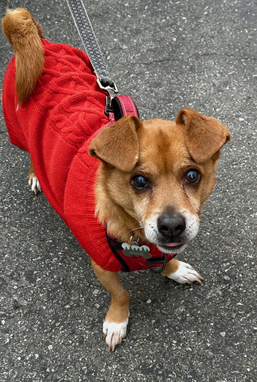 GONZO - Chihuahua / Terrier available for adoption