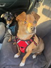 Gonzo - Photo 1