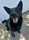 adoptable Dog in  named Akuma