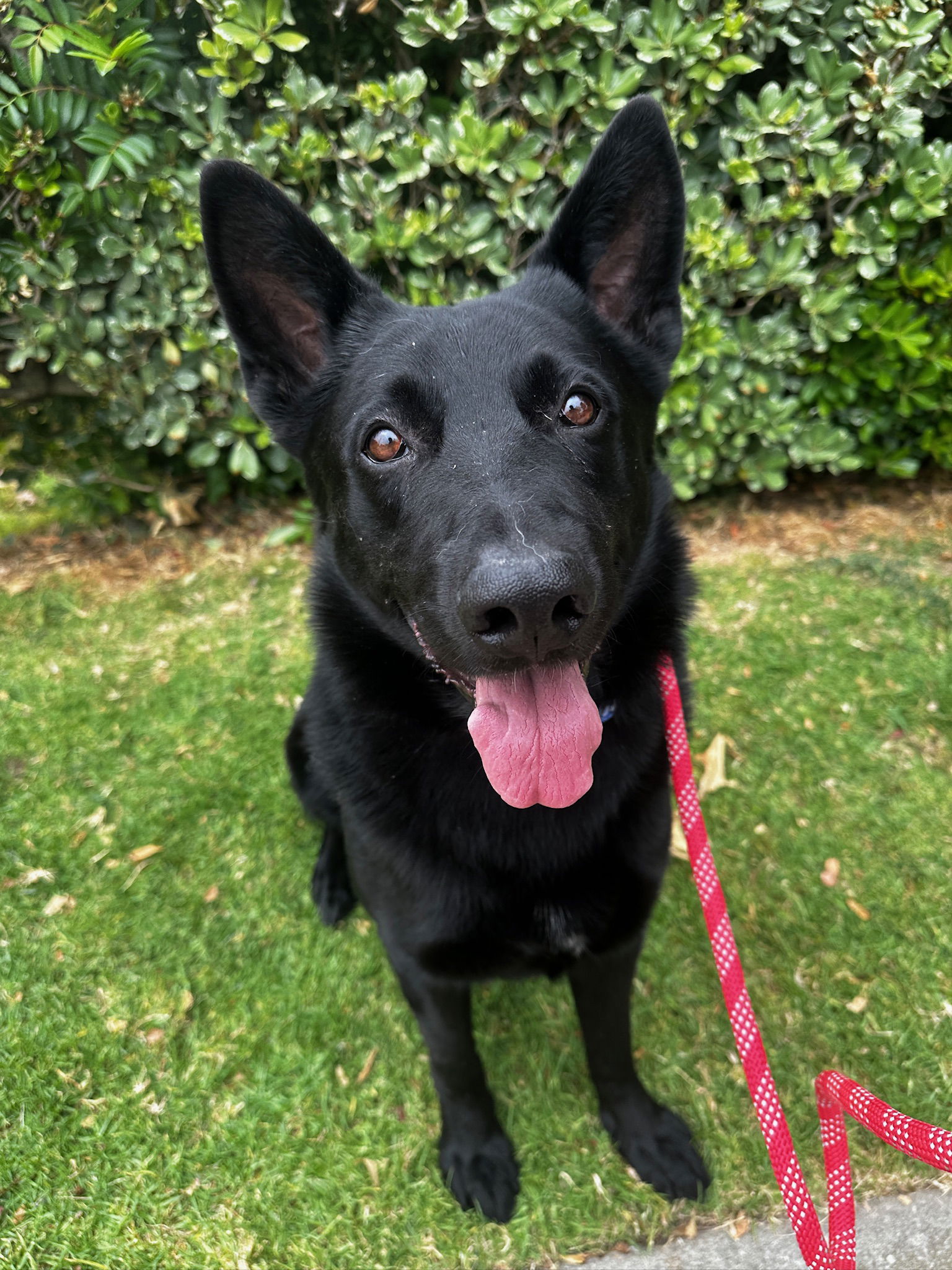 adoptable Dog in Newport Beach, CA named Akuma