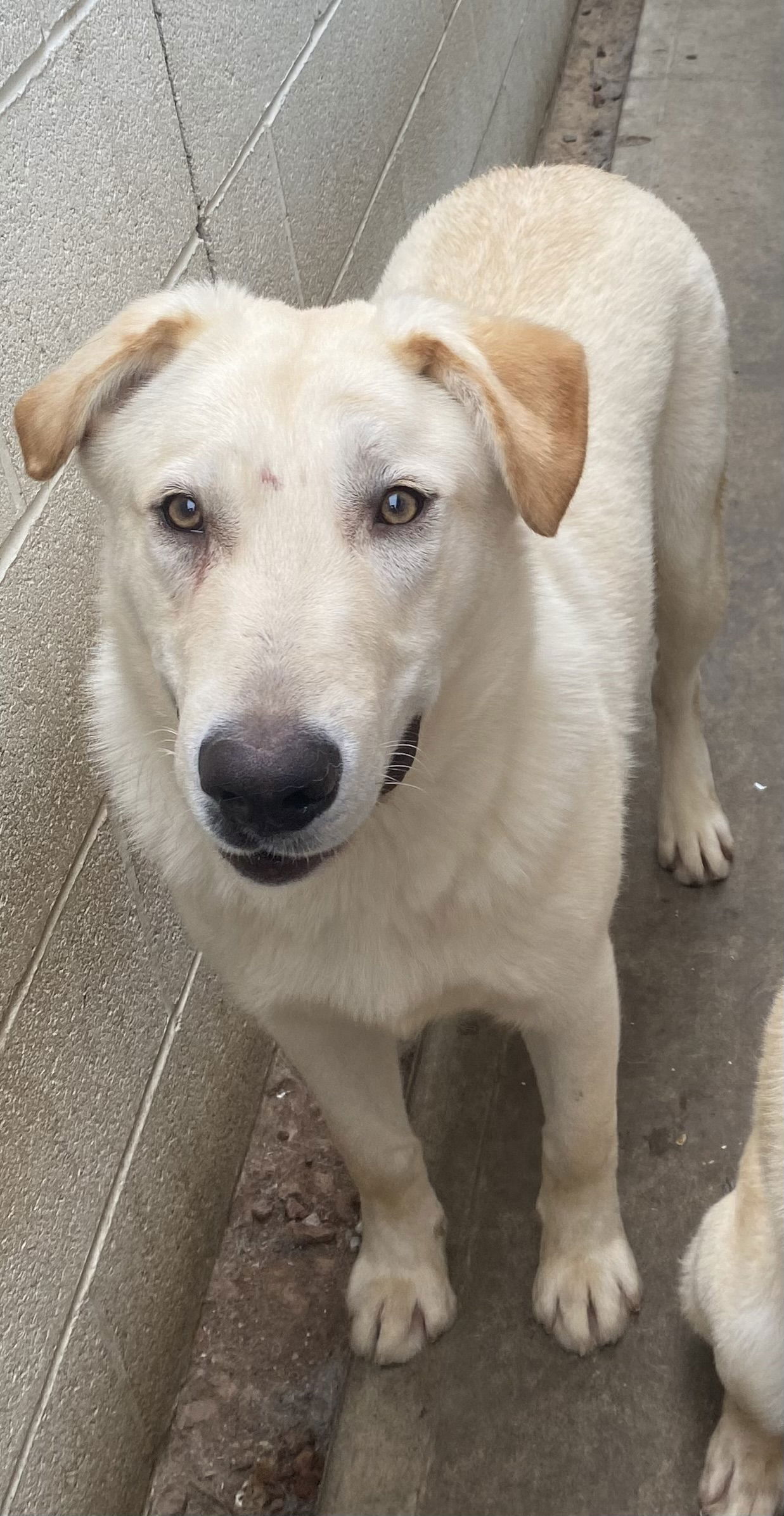 adoptable Dog in Newport Beach, CA named Laddie