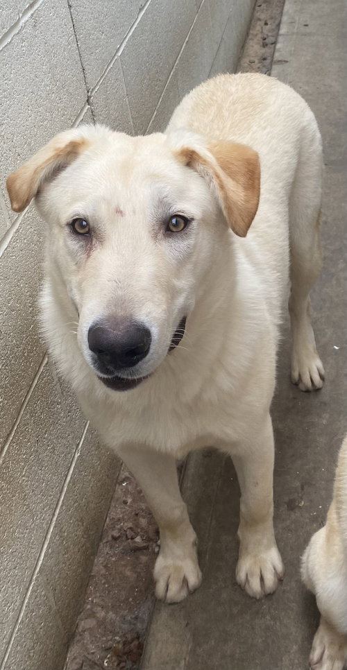 LADDIE - Labrador Retriever available for adoption