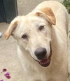 Laddie - Photo 2