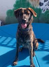 adoptable Dog in Newport Beach, CA named Blake