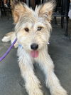 adoptable Dog in Newport Beach, CA named Blue