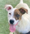 adoptable Dog in Newport Beach, CA named Francesca