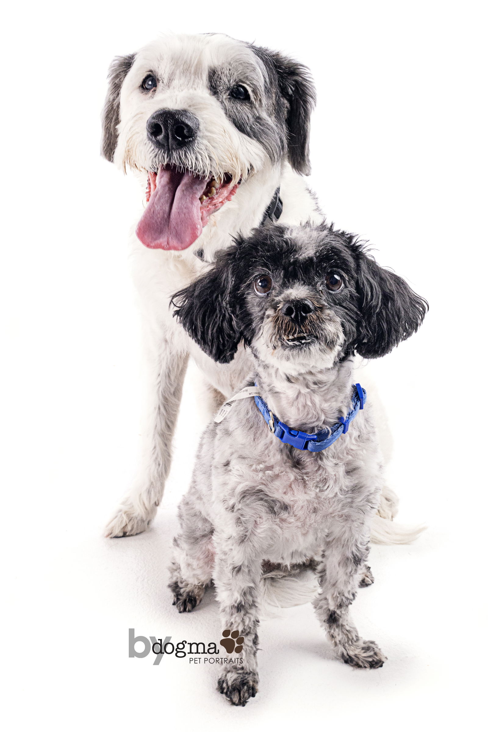 adoptable Dog in Costa Mesa, CA named Abbie & Zoey