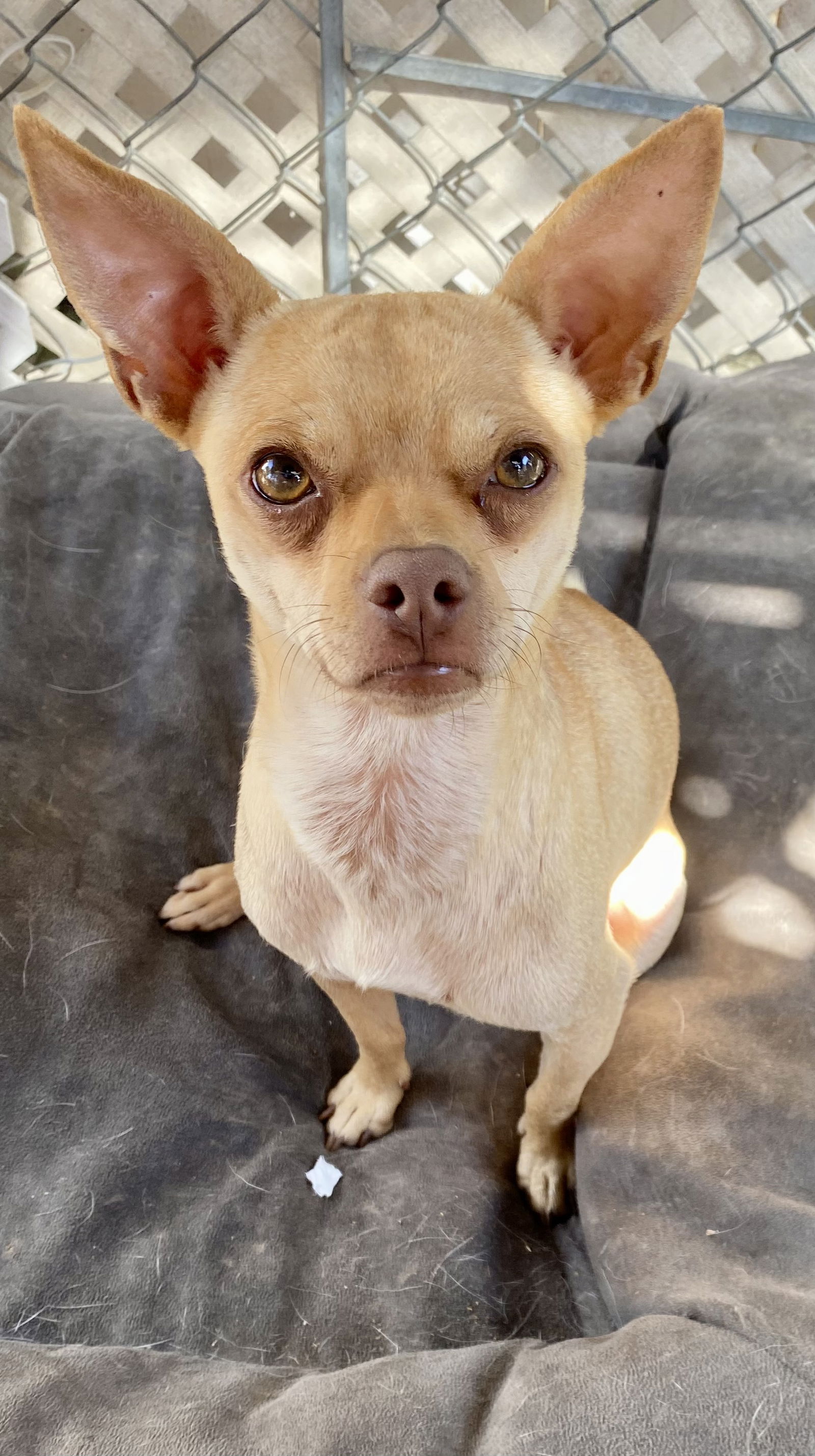 adoptable Dog in Newport Beach, CA named Jackson