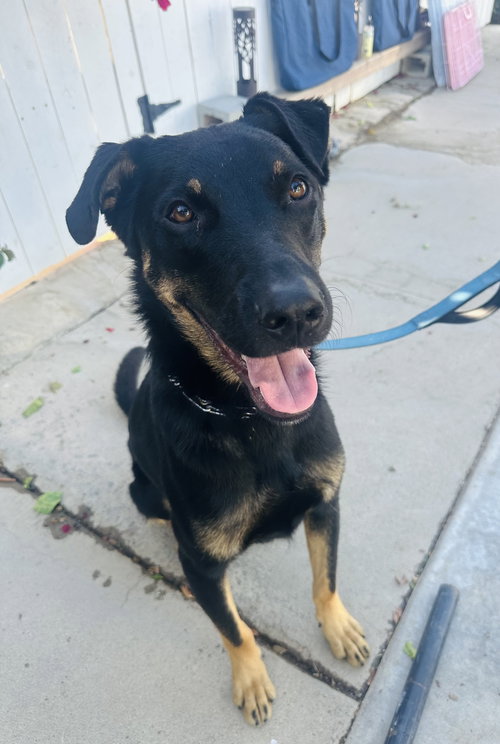 MARTY MCFLY - Rottweiler available for adoption