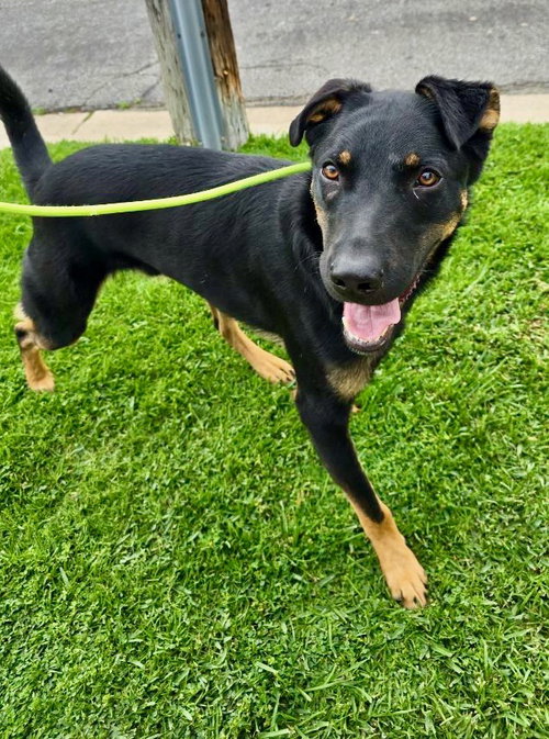 MARTY MCFLY - Rottweiler available for adoption