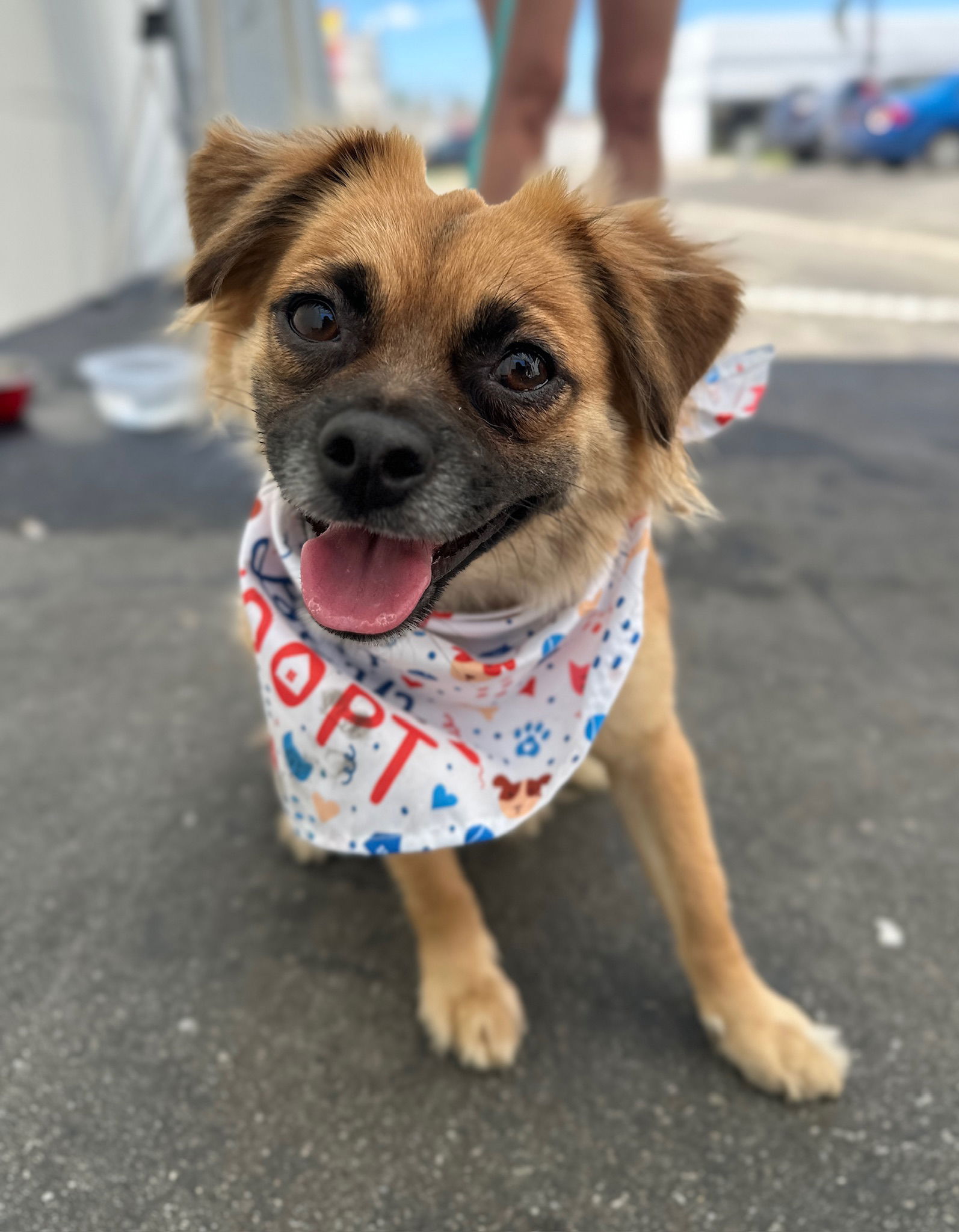 adoptable Dog in Costa Mesa, CA named Trixie