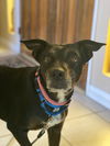 adoptable Dog in Newport Beach, CA named Shelby *Courtesy Post*