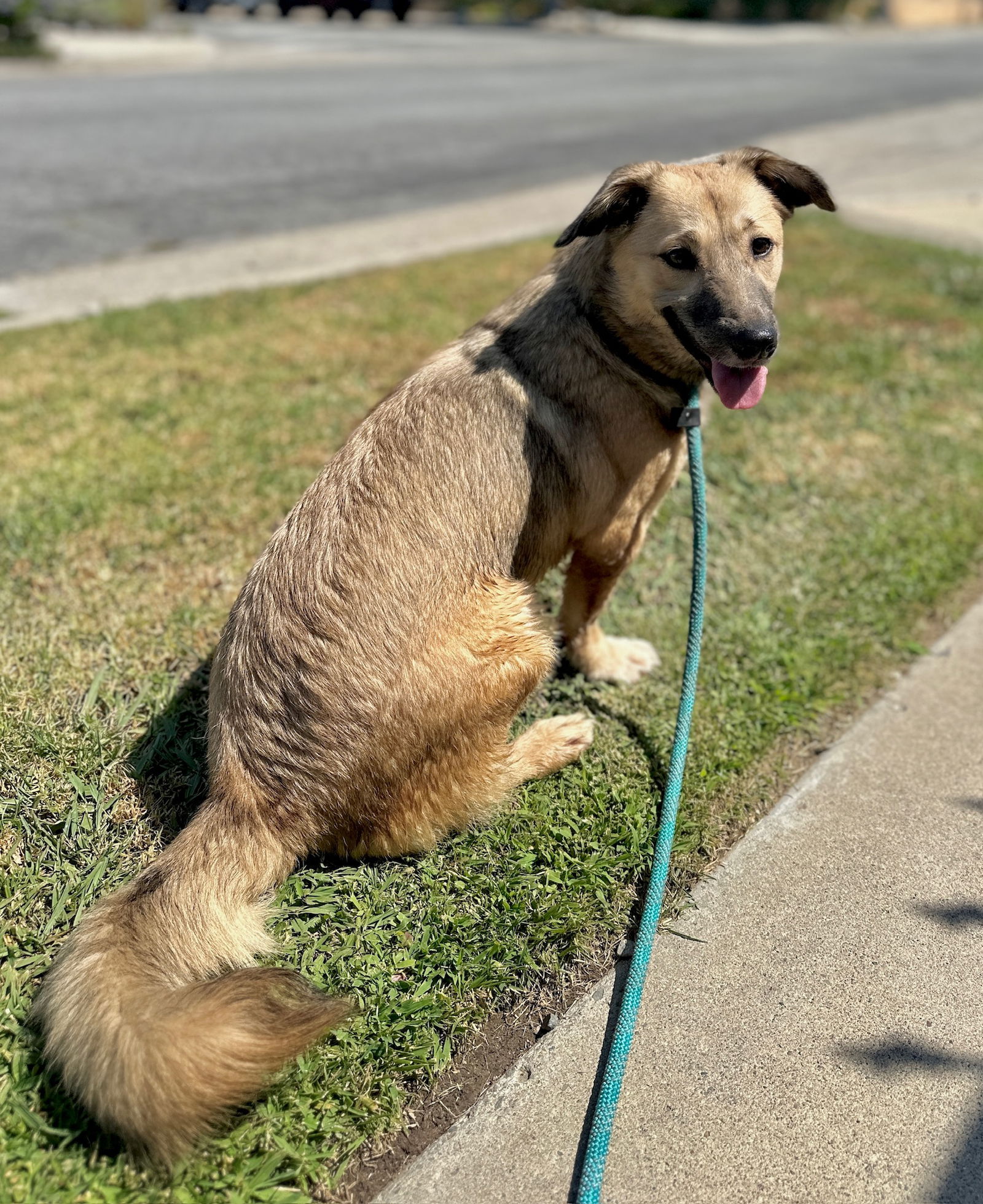 adoptable Dog in Newport Beach, CA named Sabina