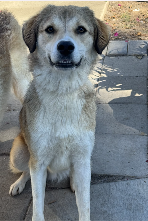 CAIRO - Spaniel available for adoption