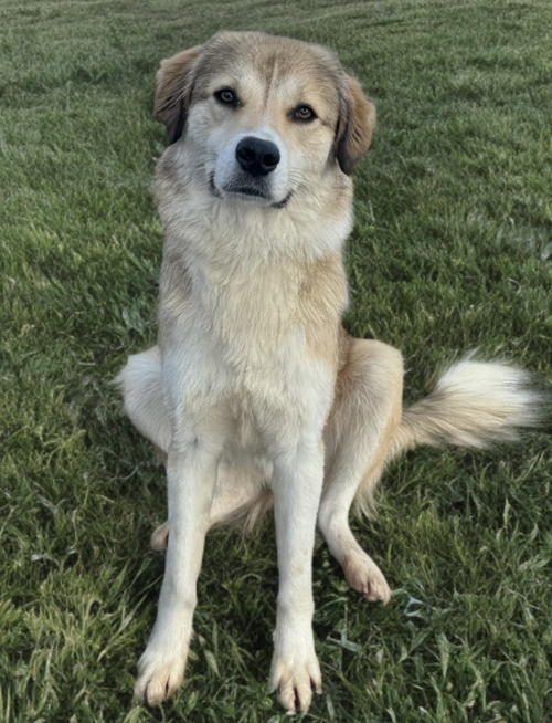 CAIRO - Spaniel available for adoption
