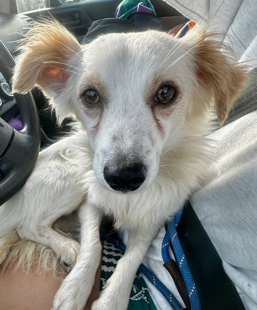 YALE - Chihuahua / Papillon available for adoption