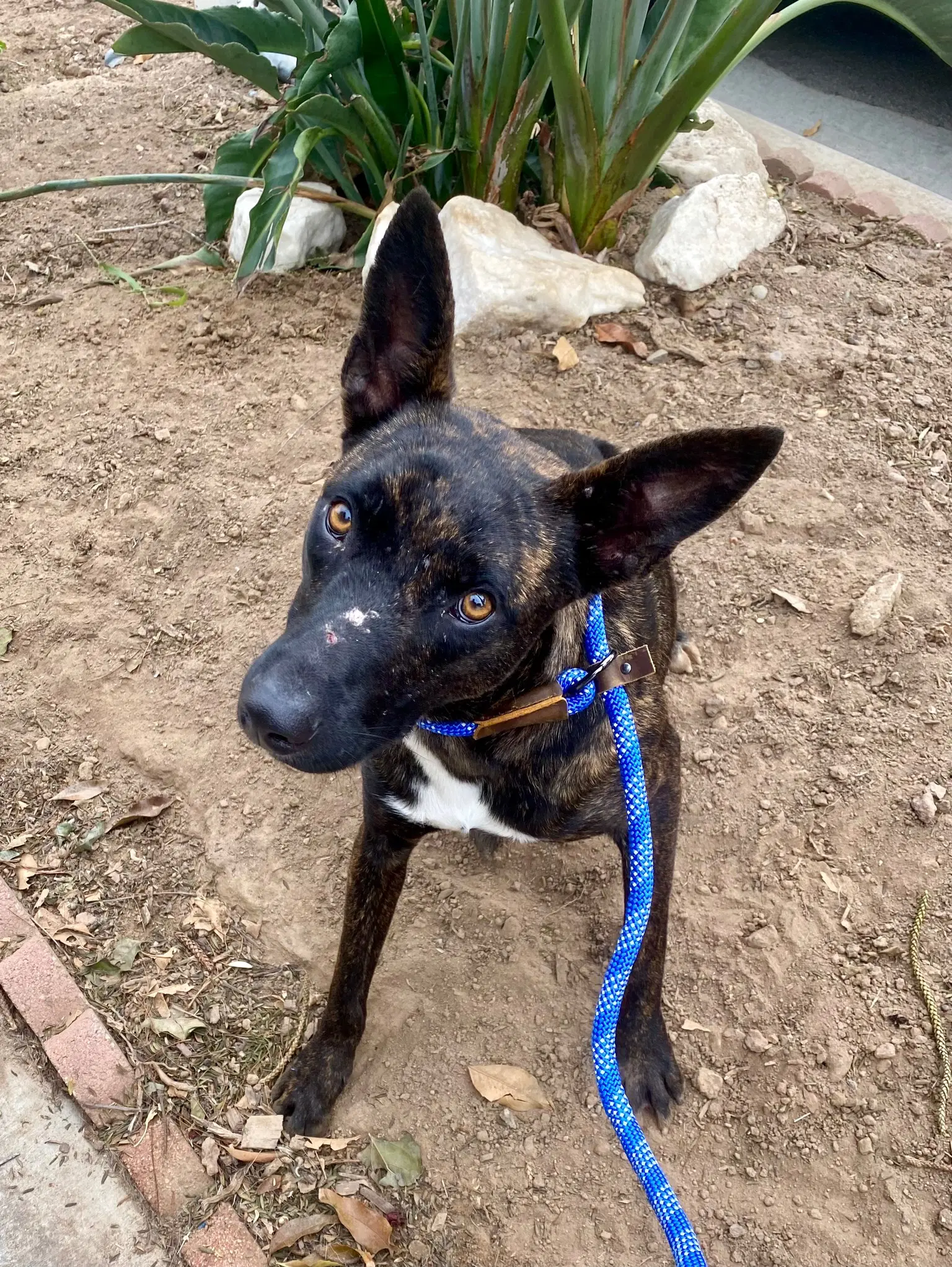 Snoop - Belgian Shepherd Malinois