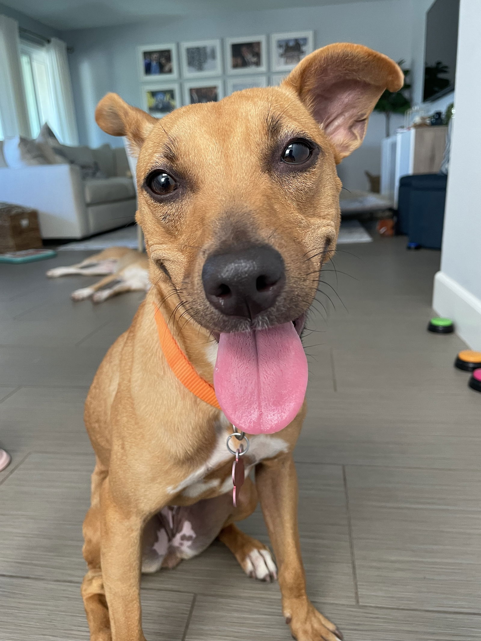 adoptable Dog in Newport Beach, CA named Honey