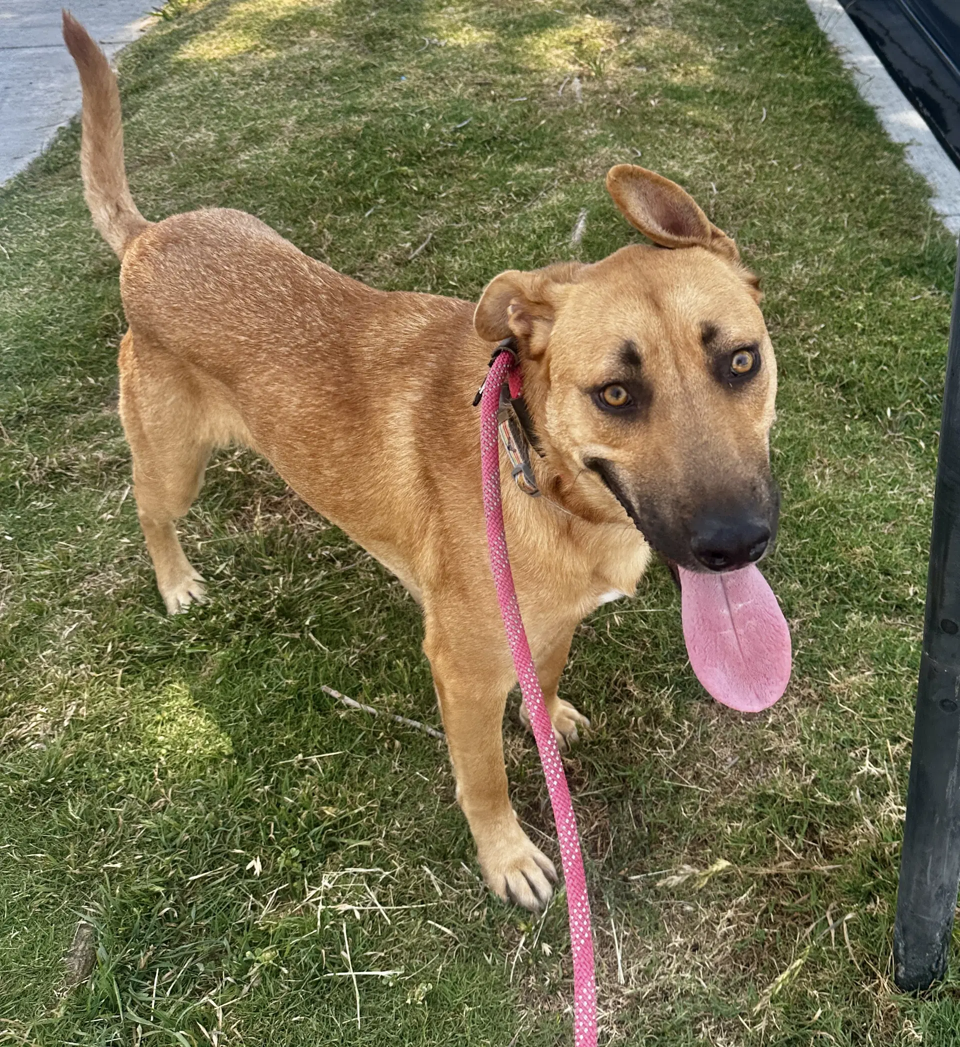 Rio - Shepherd
