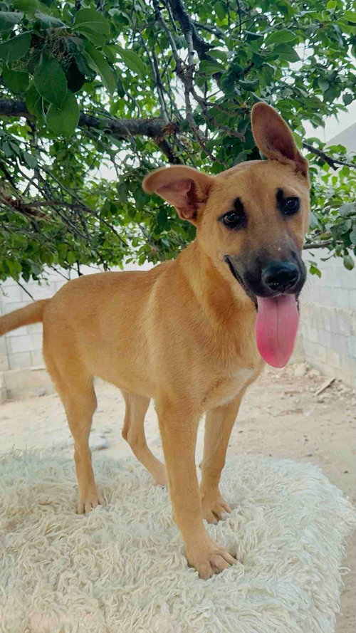RIO - Shepherd available for adoption