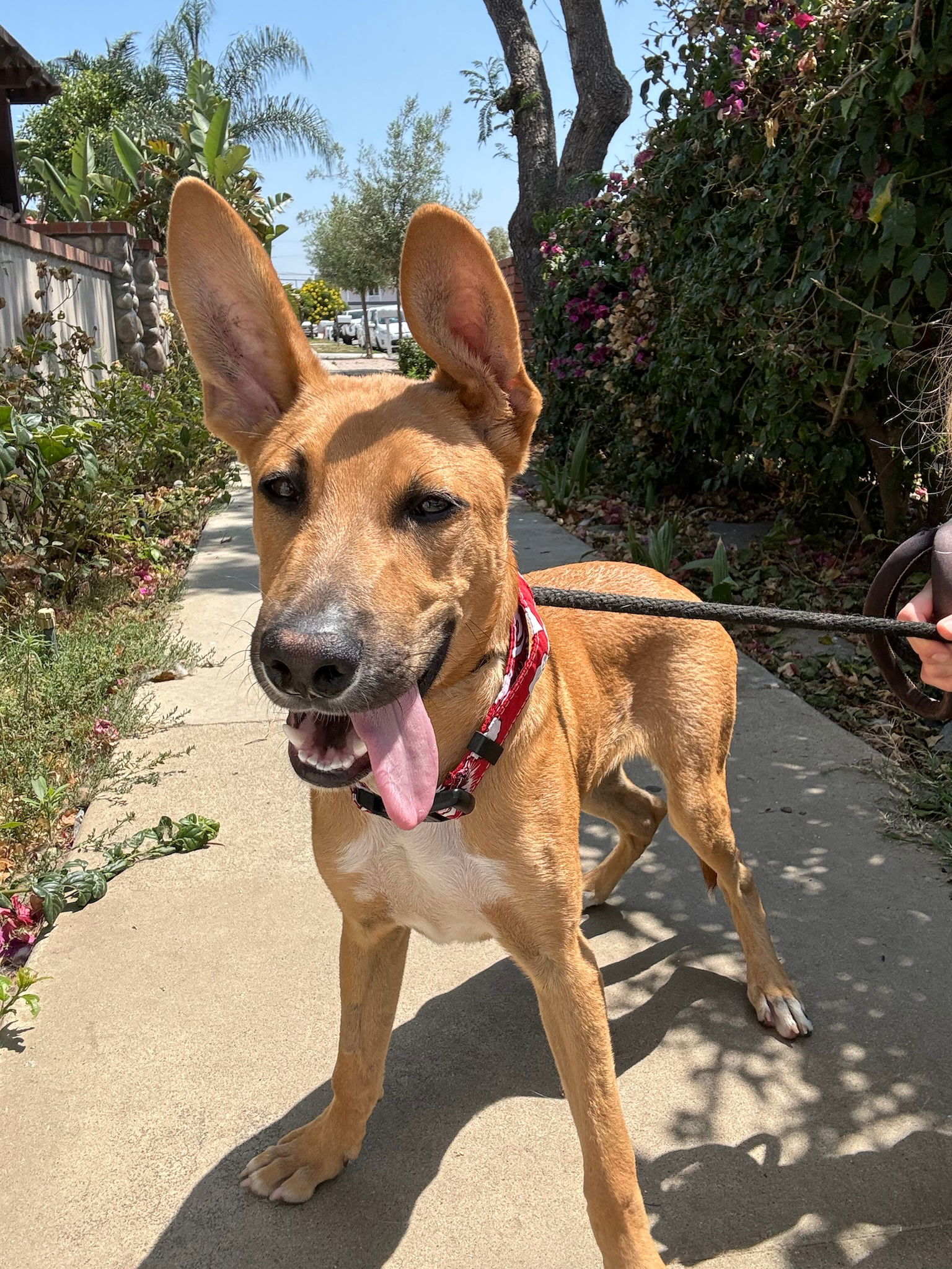 adoptable Dog in Newport Beach, CA named Bob