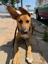 adoptable Dog in newport beach, CA named Bob