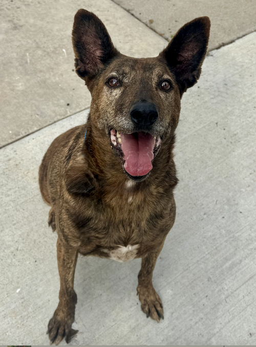 ELISE - Dutch Shepherd available for adoption